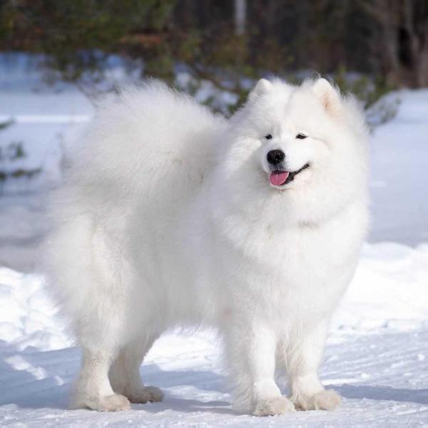 Ulybka Severa Divnaya Krasa | Samoyed 