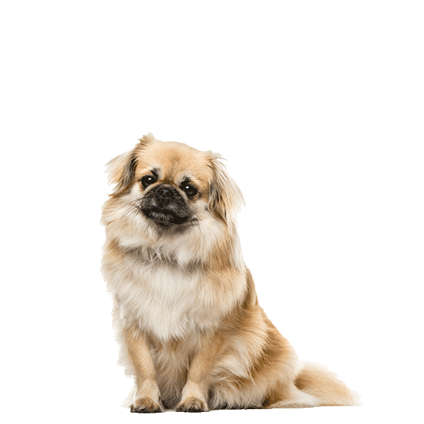 Tibetan Spaniel