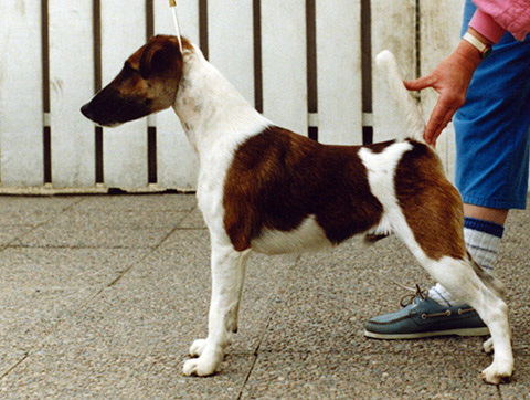 Glowing Fisherman | Smooth Fox Terrier 