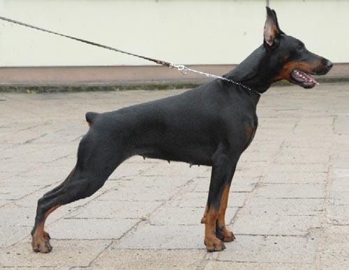 Imidz Argentina Gold Glory | Black Doberman Pinscher