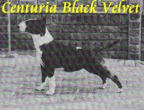 Centuria Black Velvet | Bull Terrier 