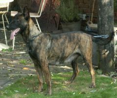 Vrouwke (Dhr. Verhoeven, Beek en Donk) | Dutch Shepherd 