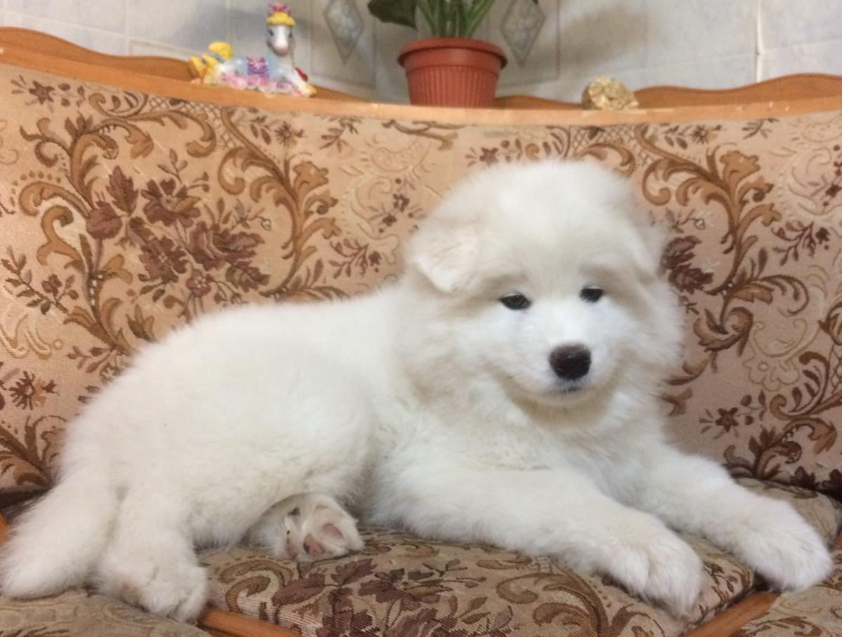 Naslednitsa Salty iz Tsarstva Svaroga | Samoyed 