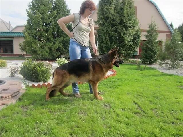 Laitaturm Enk | German Shepherd Dog 