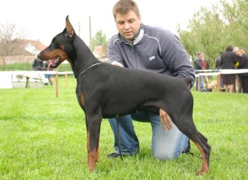 Rellaps Abigail | Black Doberman Pinscher