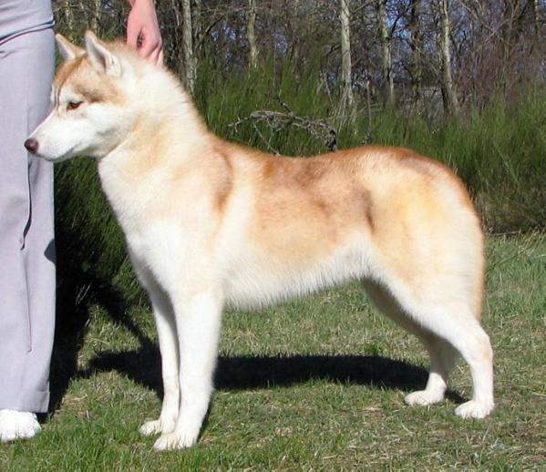 Kilbuk de Ciukci | Siberian Husky 