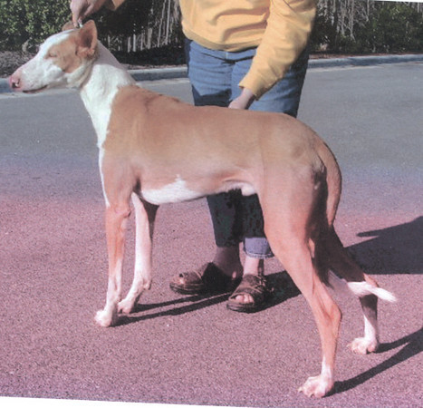 Cinondra's Desperado de Juarez | Ibizan Hound 