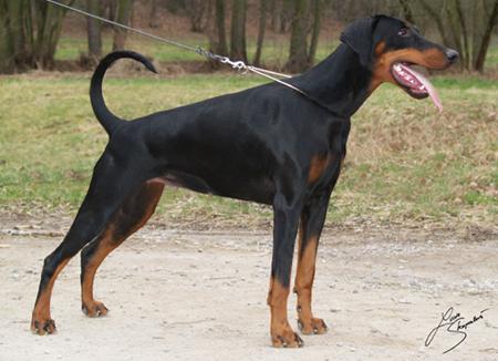 Alexa Sheridano Le Fano | Black Doberman Pinscher