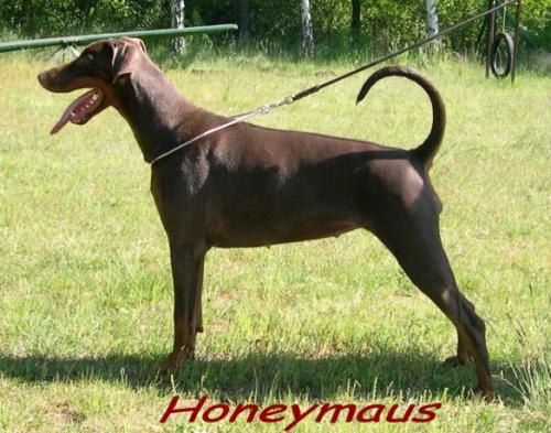 Honeymaus v. Mahuba | Brown Doberman Pinscher