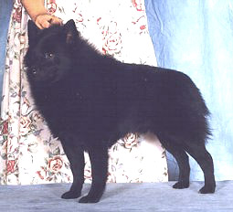 Jonabell's Space Hunter | Schipperke 