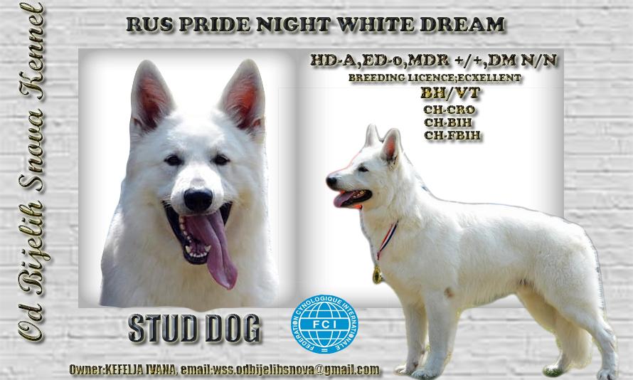 RUS PRIDE NIGHT WHITE DREAM | White Swiss Shepherd Dog 