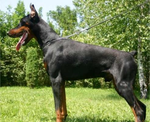 Black-Dober Ramses v. Hunnoterra | Black Doberman Pinscher