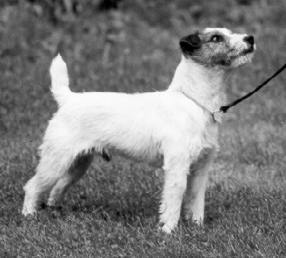 Tek of Windermere | Jack Russell Terrier 