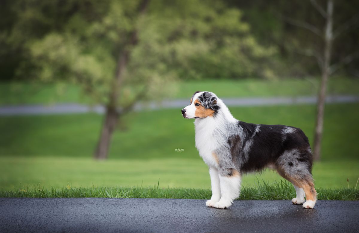 Borget's En Garde! | Australian Shepherd 