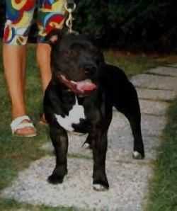 Cheerstaff Black Ambassador | Staffordshire Bull Terrier 