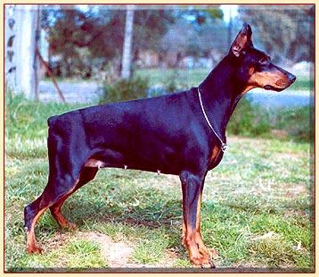 Verdiana di Stefusto | Black Doberman Pinscher