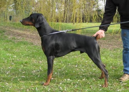 Bilclarie's Flesh and Blood | Black Doberman Pinscher