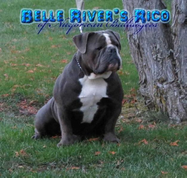 Belle River's Rico | Olde English Bulldogge 