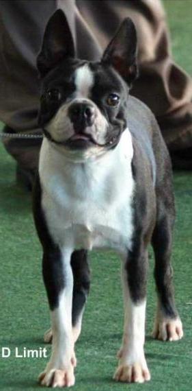 Scotland yard Sky is the limit (Southern kennels) | Boston Terrier 