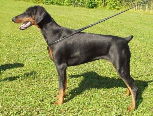 Bilclarie's Bete Noire | Black Doberman Pinscher