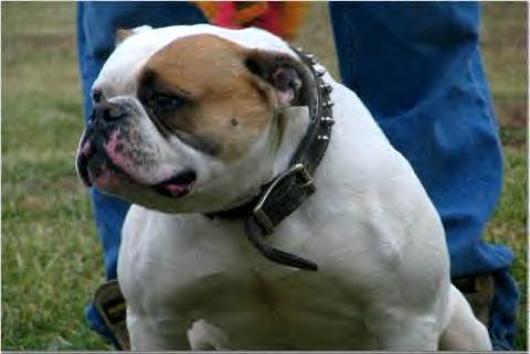 Bender's Mad Bull(AB) | Olde English Bulldogge 