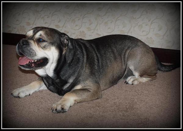 Perro Estelar Victorious Jack | Ca de Bou 