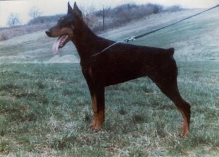Geisha Alba Avis | Black Doberman Pinscher