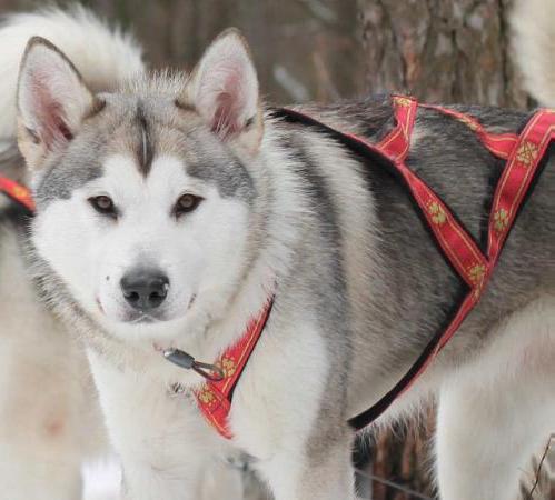 SKAZKA VOSTOKA GODDES OF FORTUNE | Alaskan Malamute 