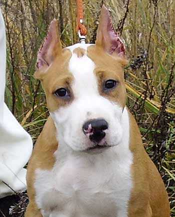 Asti Dog House Cheysi Shik | American Staffordshire Terrier 