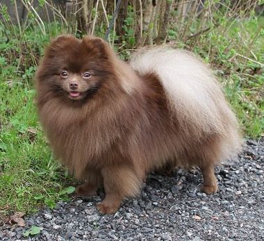 SUNNY POM CHOCOLATE SENSATION OF RUSSIA | Pomeranian 