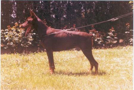 Perla Alba Avis | Brown Doberman Pinscher