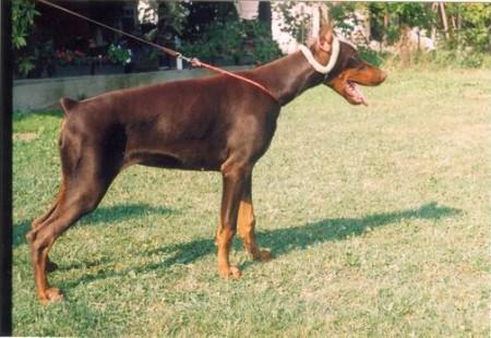 Xemia Alba Avis | Brown Doberman Pinscher