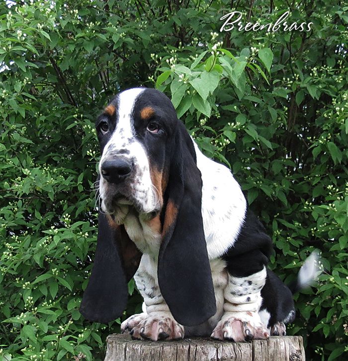 Treasure Bingo Code BREENBRASS | Basset Hound 