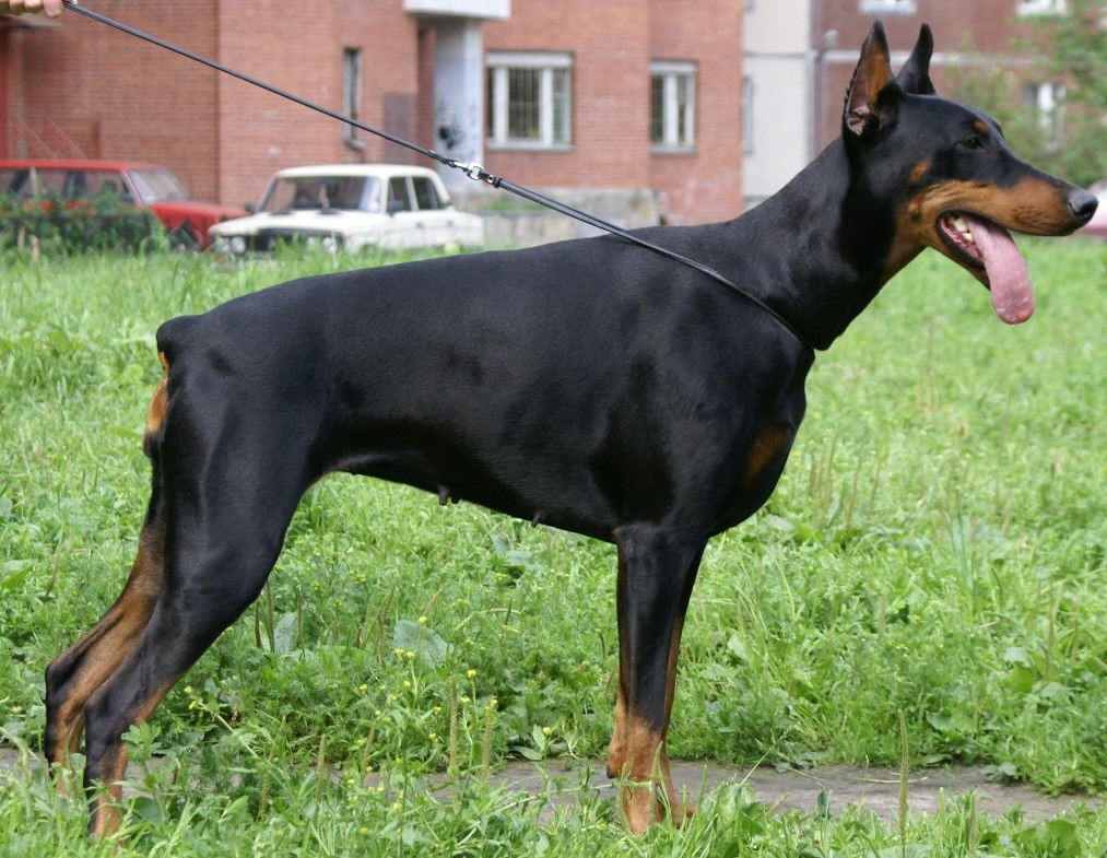 Anlit Rilayns Beatris | Black Doberman Pinscher