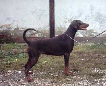 Elements Enjoy v. Hunnoterra | Brown Doberman Pinscher