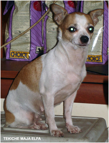 TEKICHE MAJA ELFA | Chihuahua 