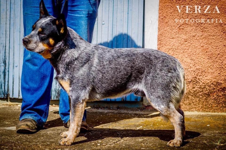 AUSTRALIAN OUTBACK JAGUAR | Australian Cattle Dog 