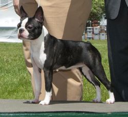 Campbell Clan's Gun Powder &amp; Lead V Grandview | Boston Terrier 