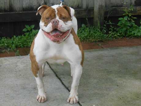 Dream Bull's Foxy Brown | Olde English Bulldogge 