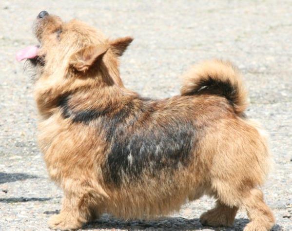 Shugar Kjub Bravo | Norwich Terrier 