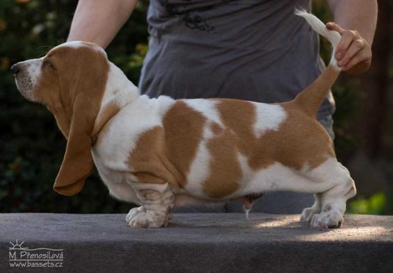 Wykretas Lady Barnett's | Basset Hound 