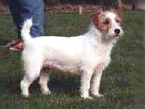 For Ever Jolly Jane V. Ons Eiland | Jack Russell Terrier 