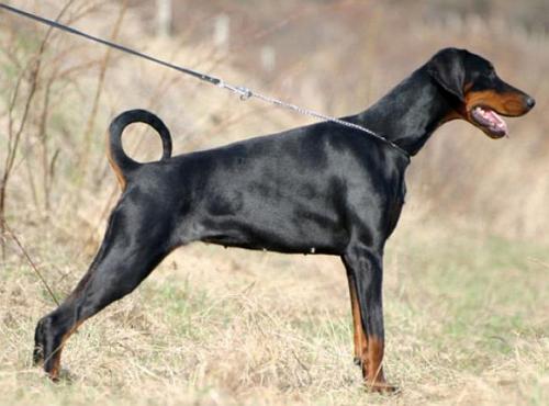 Anything For You Anthea | Black Doberman Pinscher