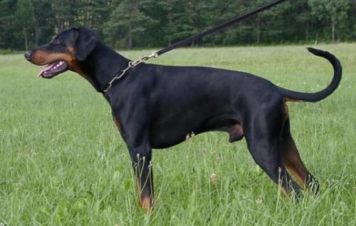 Oscar v. Aurachgrund | Black Doberman Pinscher