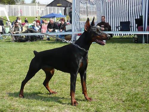 Afrodite v. Pressilla | Black Doberman Pinscher