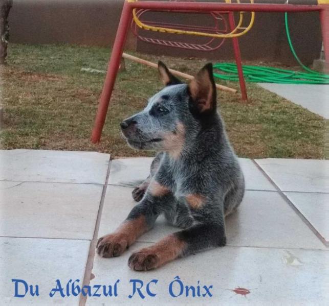 DU ALBAZUL RC ÔNIX | Australian Cattle Dog 