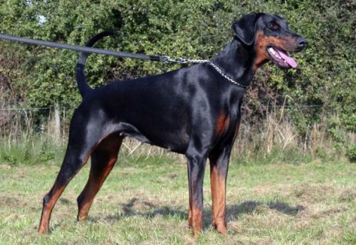 Black Ballerina Belladonna | Black Doberman Pinscher