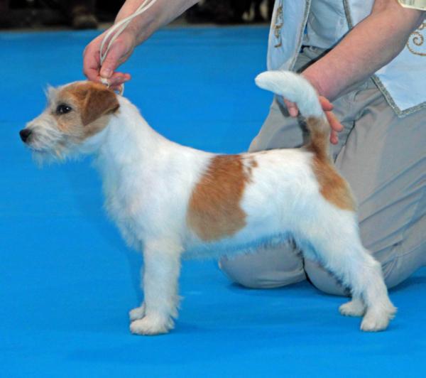 Lantaka Jack Nike | Jack Russell Terrier 