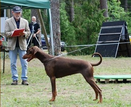 Black Ballerina Blossom | Brown Doberman Pinscher