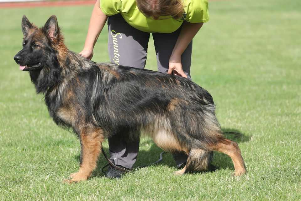 Cia Cia Laukine vilkauoge | German Shepherd Dog 